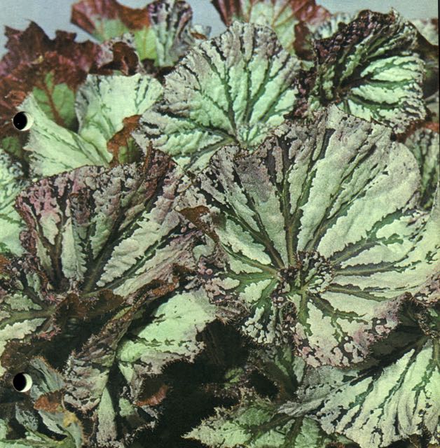 B. ‘Versicolor’